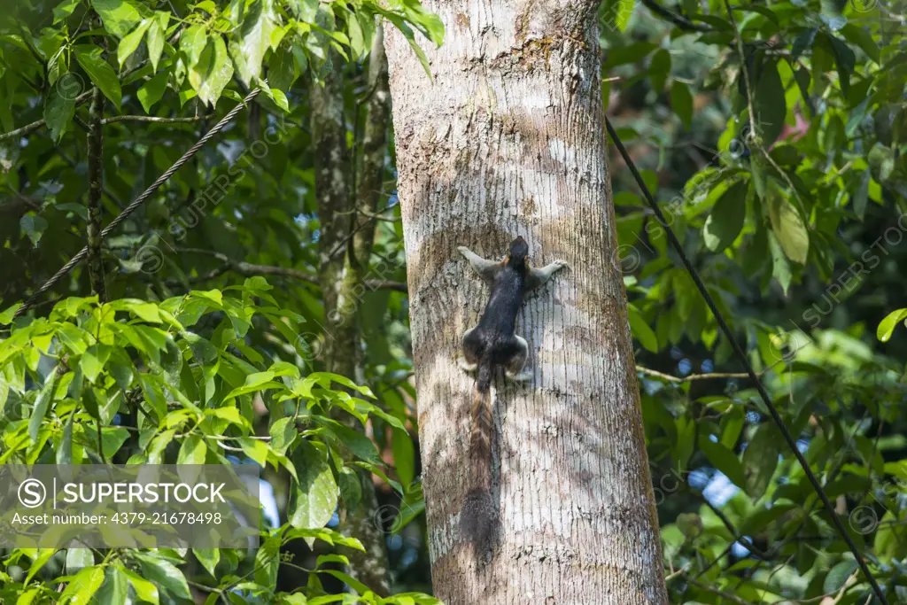 Giant Squirrel, Ratufa affinis, climbing a tree trunk, Danum Valley, Sabah, Malaysia, Borneo, South East Asia,
