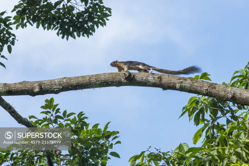 Giant Squirrel, Ratufa affinis, running along a branch, Danum Valley, Sabah, Malaysia, Borneo, South East Asia,