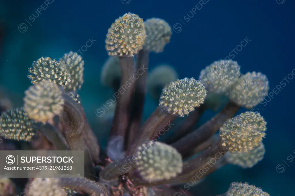 A cluster of tunicate, Oxycorynia fascicularis, Anilao, Batangas, Philippines.