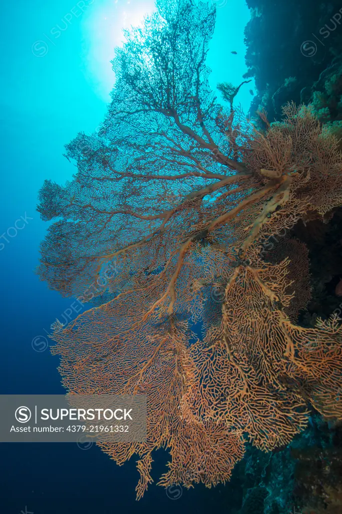 Large sea fan, Pulau Run, Banda Sea, Maluku Islands, Indonesia.