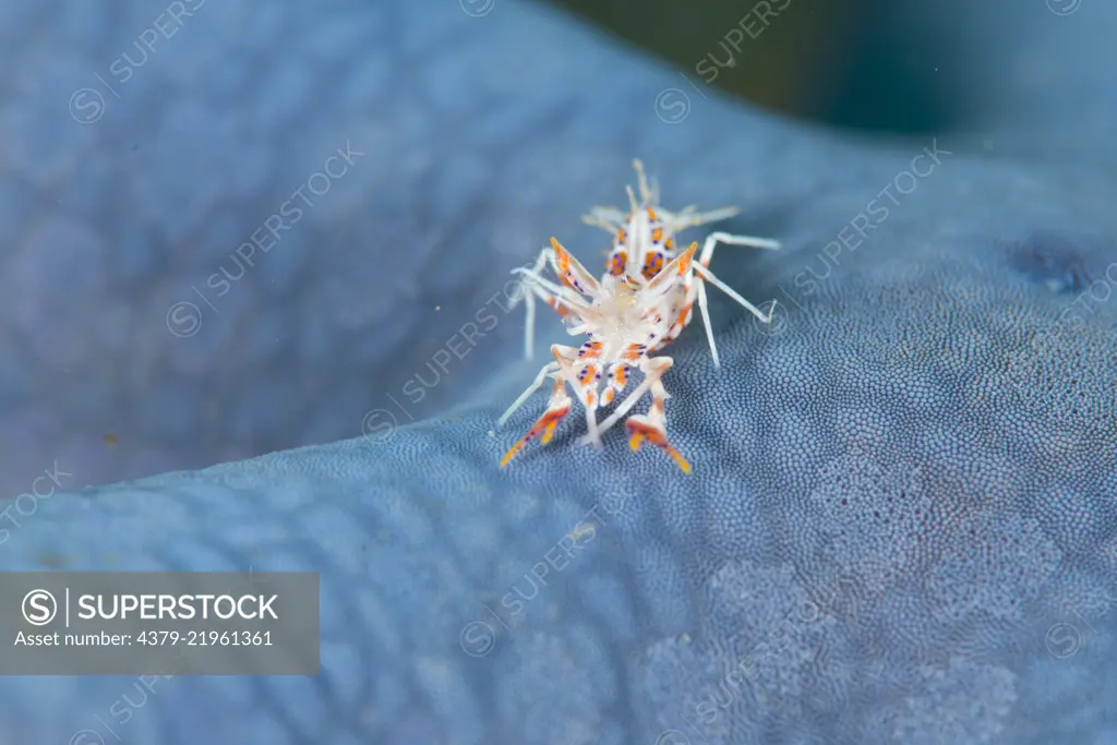 Spiny Tiger Shrimp, Phyllognathia ceratophthalmus, on blue sea star, Ambon Island, Maluku Islands, Indonesia.
