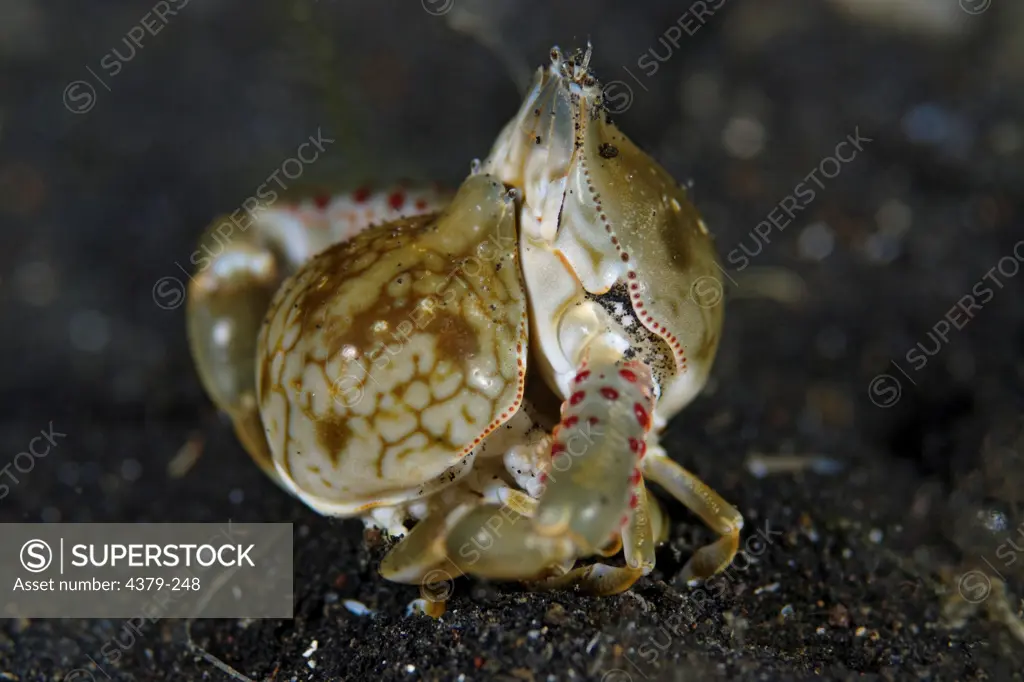 Mating Pebble Crabs