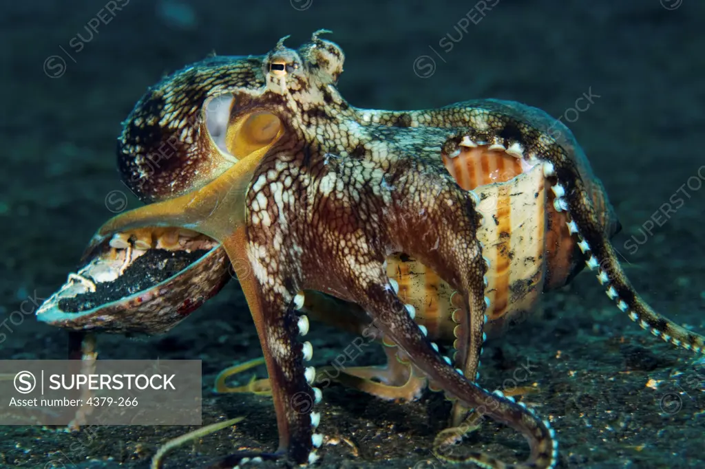 Veined Octopus Using a Shell