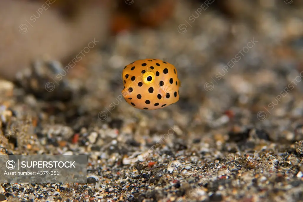 Juvenile Cube Boxfish