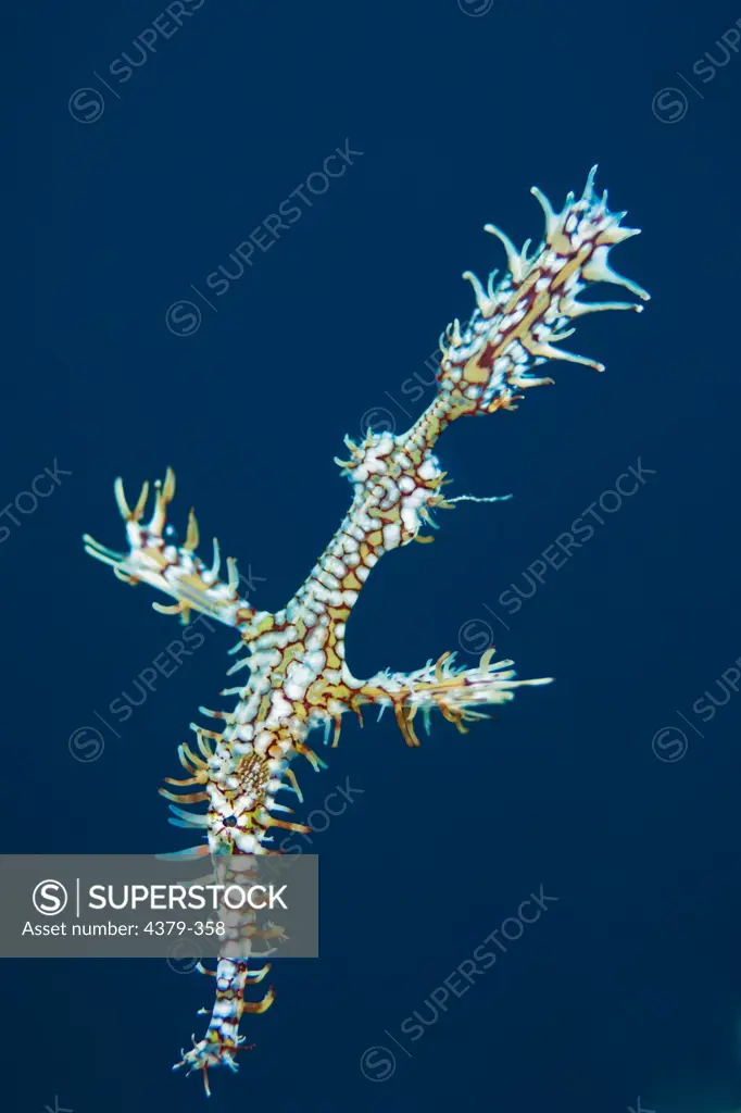 An ornate ghost pipefish (Solenostomus paradoxus) floats off the coast of Dimakya Island in the Philippines.