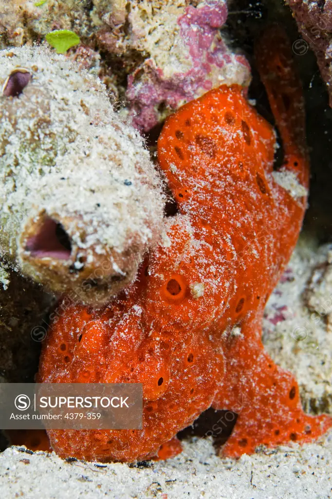 A red painted frogfish (Antennarius pictus) hunkers down in the sand near Dimakya Island in the Phillippines.