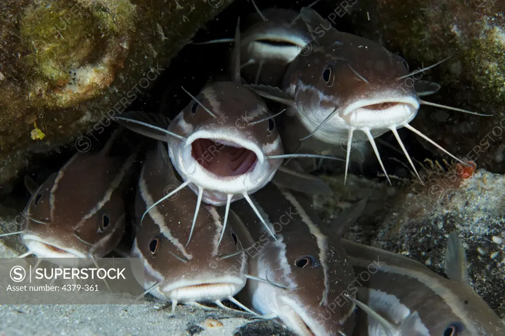 While juvenile striped catfish (Plotosus lineatus), often form schools of up to 100 fish, adults such as these travel alone or in smaller groups and are often found under ledges during the day.
