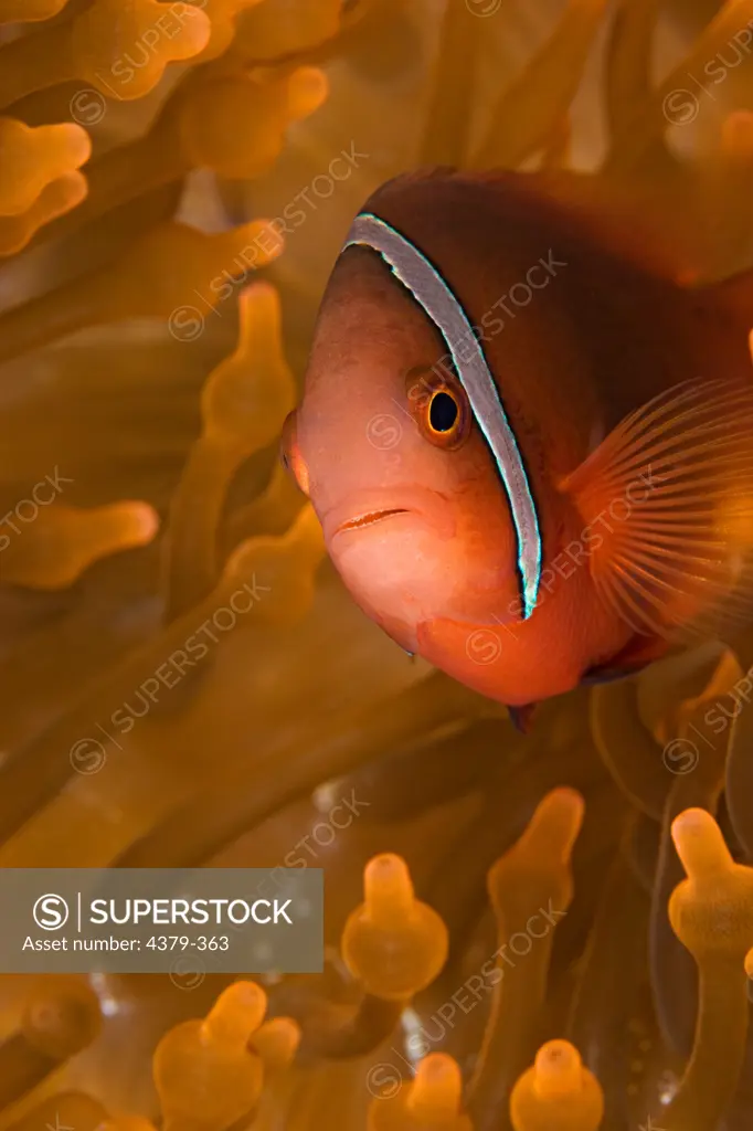 A tomato anemonefish (Amphiprion frenatus) hides among the tentacles of a bubble-tip anemone near Dimakya Island in the Phillippines.