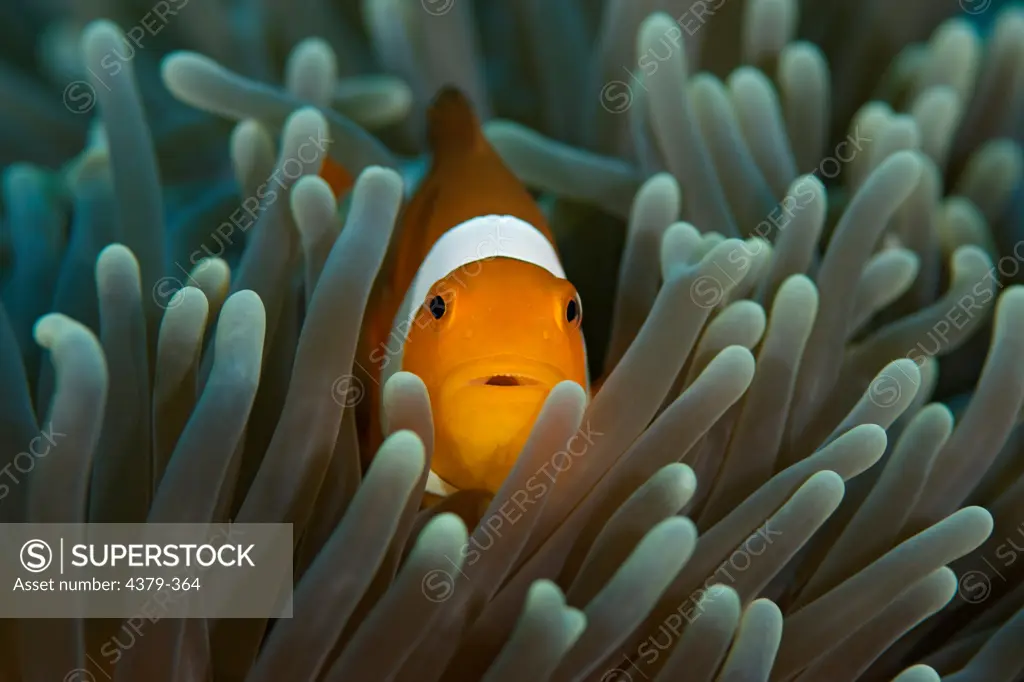 A saddleback anemonefish (Amphiprion polymnus) peers out from the tentacles of its host near Dimakya Island in the Phillippines.