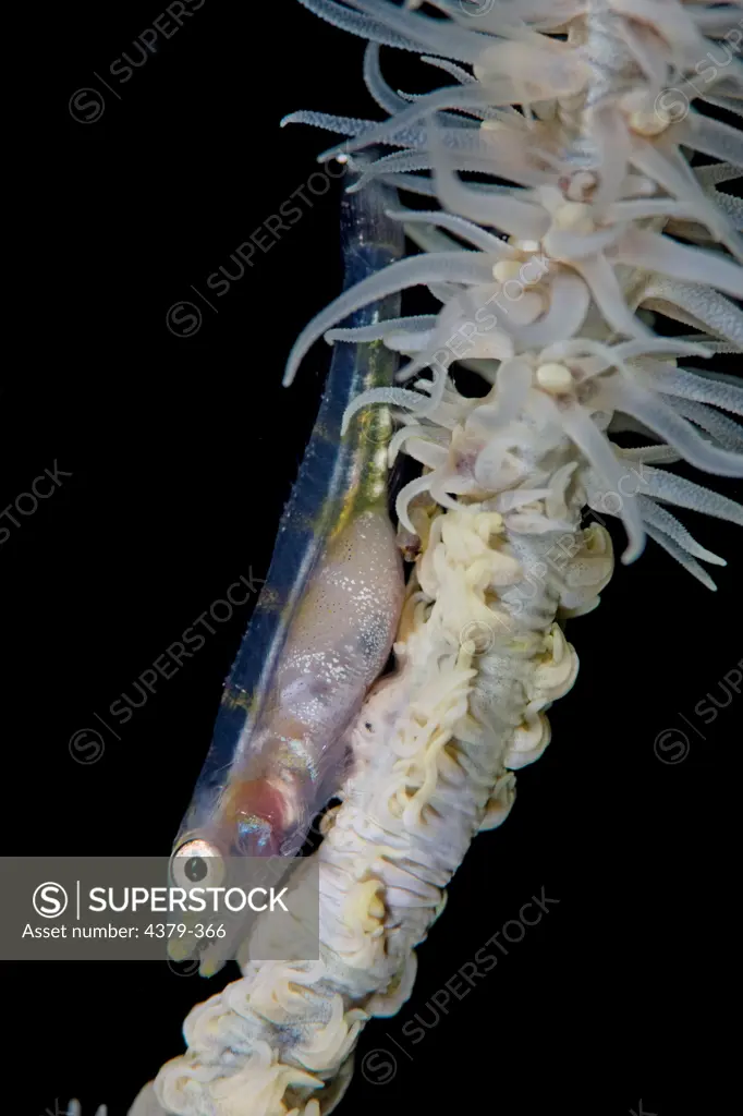 A whip coral goby (Bryaninops yongei) on a whip coral off the coast of Dimakya Island, in the Phillippines.