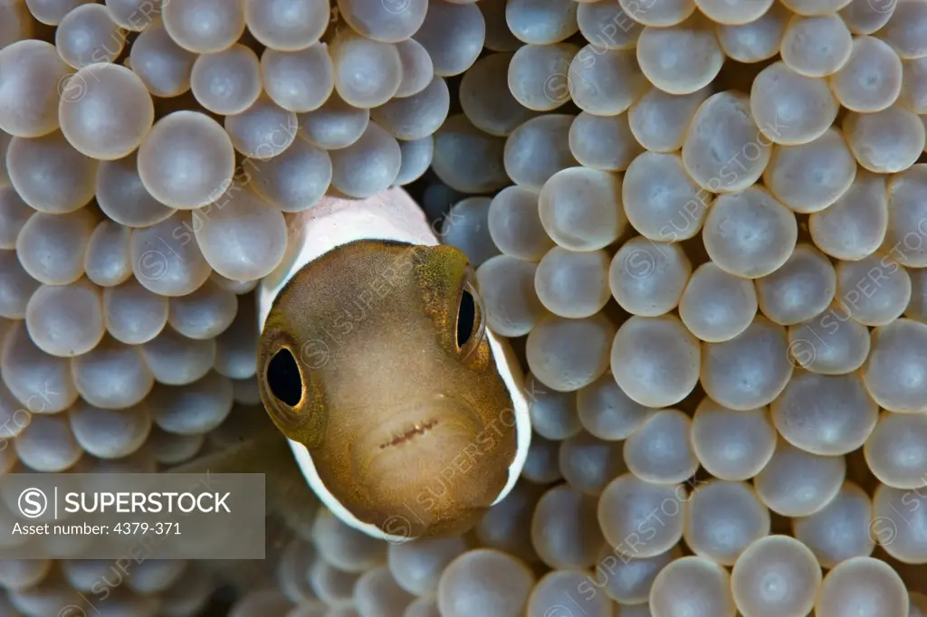 A saddleback anemonefish (Amphiprion polymnus) hiding in an anemone near Dimakya Island, in the Phillippines.