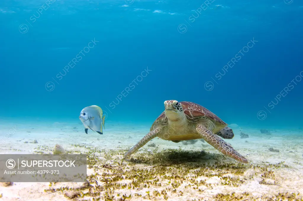 A green sea turtle (Chelonia mydas) and golden spadefish (Platax boersii) drift off the coast of Dimakya Island in the Phillippines.