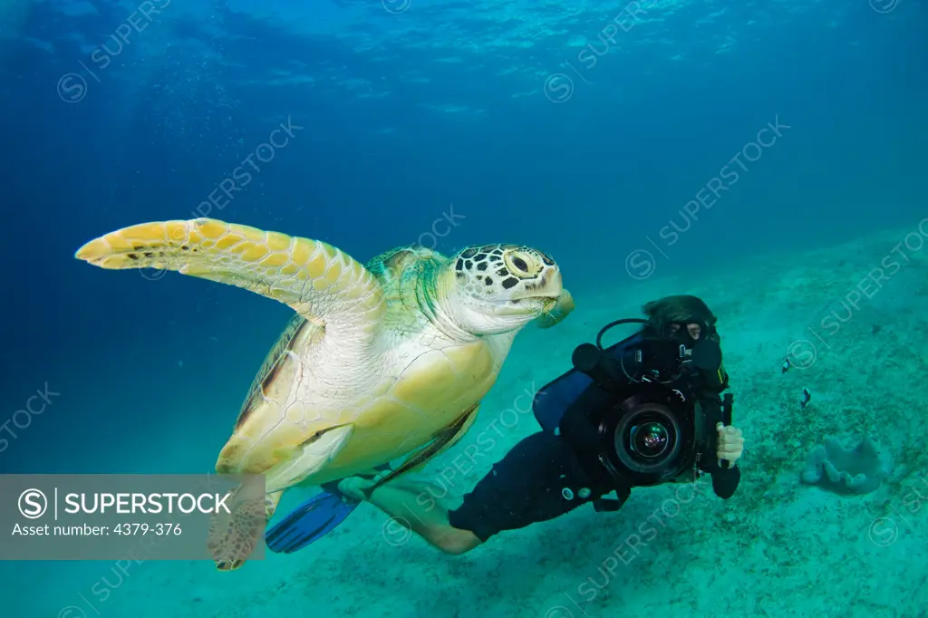 A diver films a green sea turtle (Chelonia mydas) swimming off of Dimakya Island in the Phillippines.