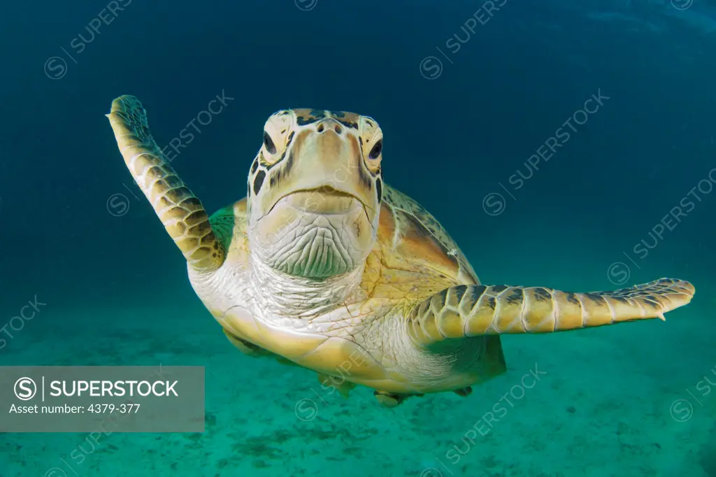 A green sea turtle (Chelonia mydas) approaches the camera near Dimakya Island in the Phillippines.