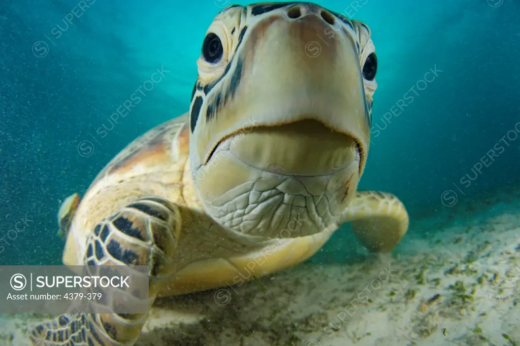 A green sea turtle (Chelonia mydas) investigates the camera near Dimakya Island in the Phillippines.