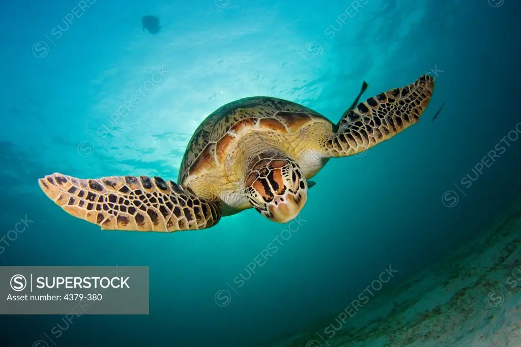 A green sea turtle (Chelonia mydas), swims near Dimakya Island, in the Phillippines, with remoras (Echeneis naucrates) clinging to its belly.