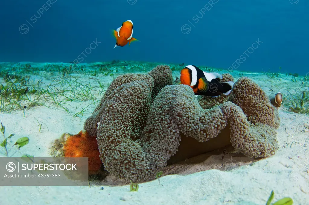 Saddleback anemonefish (Amphiprion polymnus) around a Haddon's Carpet anemone (Stichodactyla haddoni) near Dimakya Island, in the Phillippines. A large clutch of eggs is visible under the left side of the anemone.