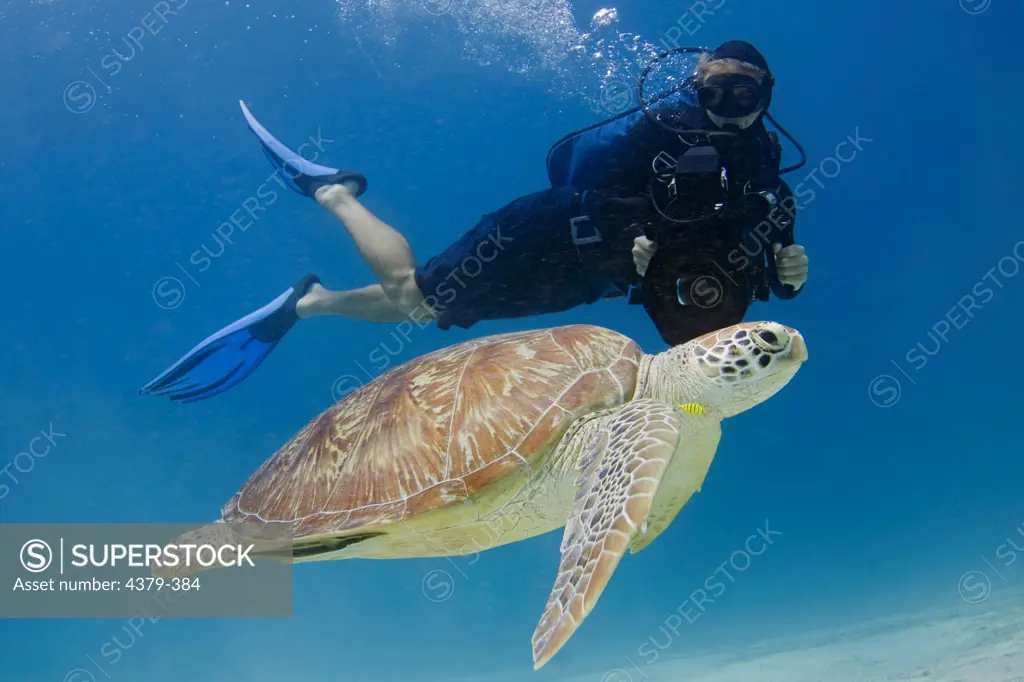 A diver films a green sea turtle (Chelonia mydas) swimming off of Dimakya Island in the Phillippines.
