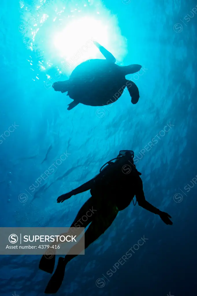 A diver and turtle are silhouetted near the surface of the water, Sipadan, Sabah, Malaysia.