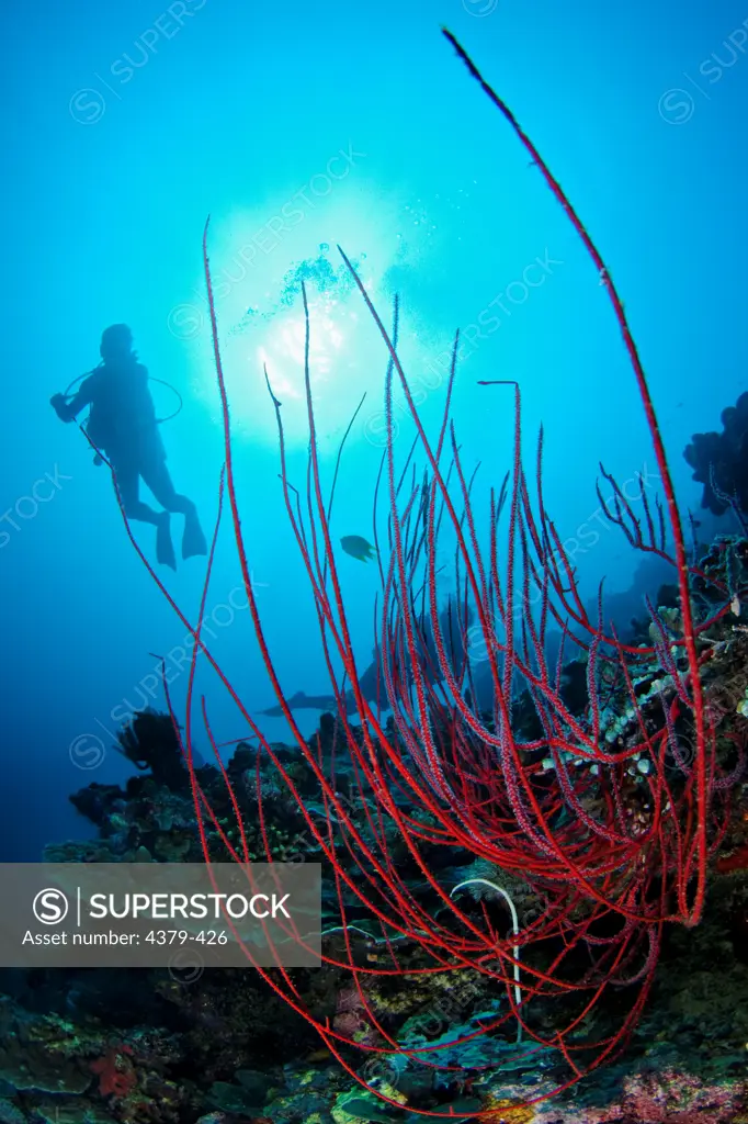 A Gorgonian soft coral with divers silhouetted in the background, Sipadan Island, Sabah, Malaysia.
