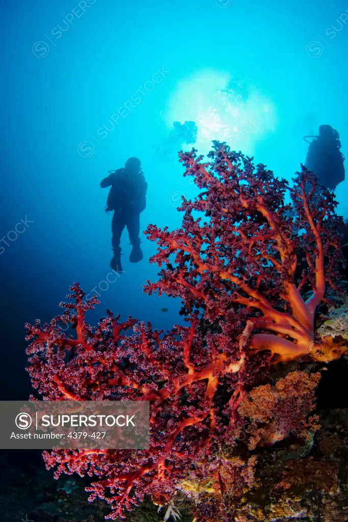 A scarlet colored soft coral, Siphonogorgia sp., and divers, Sipadan Island, Sabah, Malaysia.