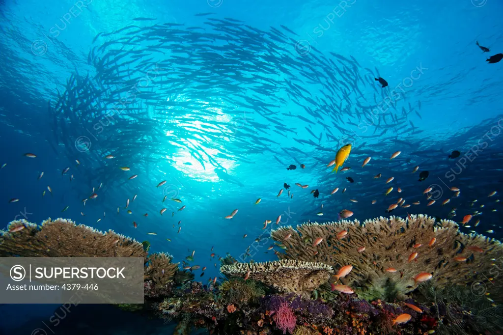 A school of anthias over table coral, with chevron barracudas schooling in the background, Sipadan, Sabah, Malaysia.