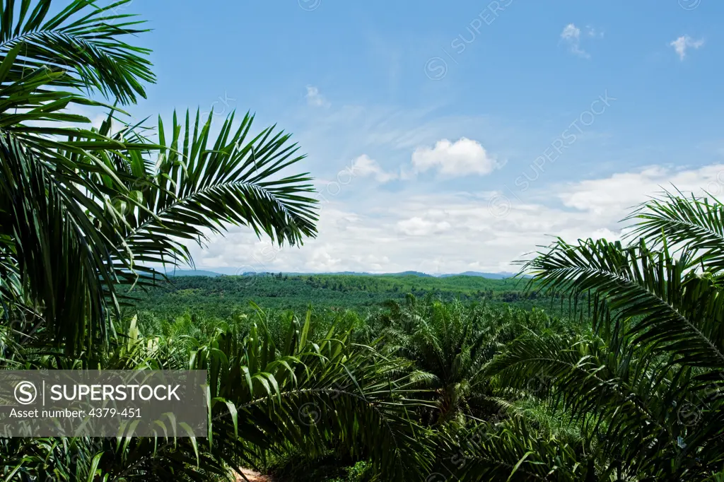 A large oil palm plantation in Malaysia. Oil palms are grown commercially to produce palm oil, which is used around the world as cooking oil and as an ingredient in many processed foods. Palm oil is also used as a biofuel, which has recently caused an increase in demand. However, there are social and environmental issues surrounding oil palm production, since the plantations often compete with native agriculture or rainforest, and palm oil grown for fuel takes up acreage that might otherwise be