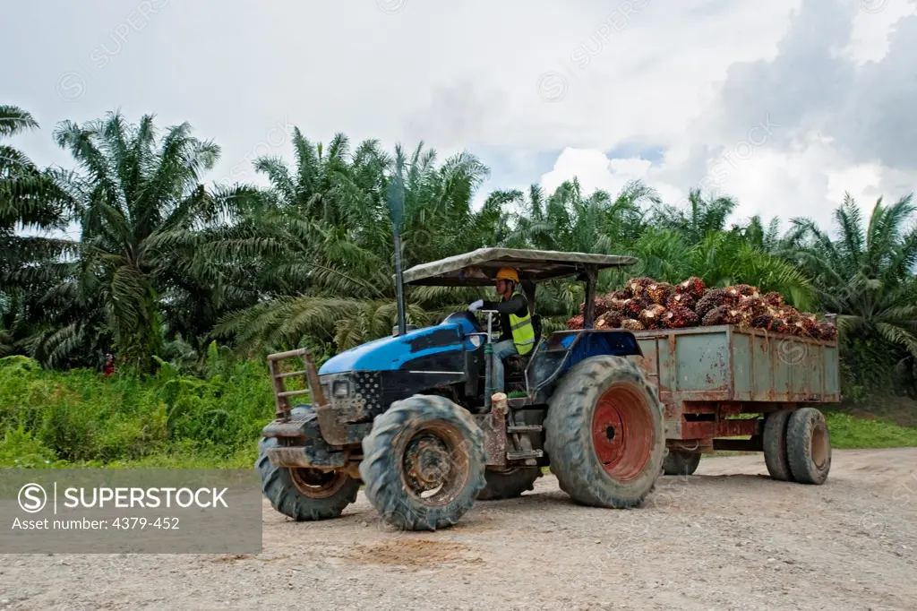 A worker drives a truck loaded with oil palm fruits in Bintulu, Sarawak, Malaysia. Oil palms are grown commercially to produce palm oil, which is used around the world as cooking oil and as an ingredient in many processed foods. Palm oil is also used as a biofuel, which has recently caused an increase in demand. However, there are social and environmental issues surrounding oil palm production, since the plantations often compete with native agriculture or rainforest, and palm oil grown for fuel