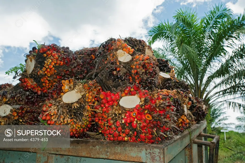 Harvested oil palm fruits at a plantation in Malaysia. Oil palms are grown commercially to produce palm oil, which is used around the world as cooking oil and as an ingredient in many processed foods. Palm oil is also used as a biofuel, which has recently caused an increase in demand. However, there are social and environmental issues surrounding oil palm production, since the plantations often compete with native agriculture or rainforest, and palm oil grown for fuel takes up acreage that might