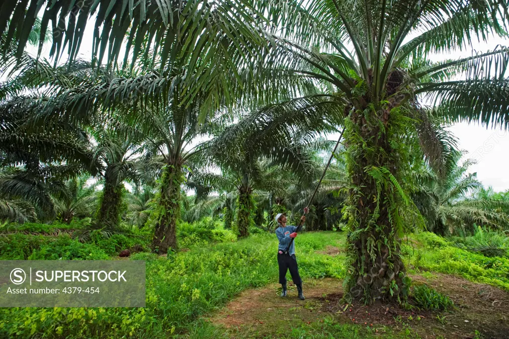 A worker harvests oil palm fruit in Malaysia. Oil palms are grown commercially to produce palm oil, which is used around the world as cooking oil and as an ingredient in many processed foods. Palm oil is also used as a biofuel, which has recently caused an increase in demand. However, there are social and environmental issues surrounding oil palm production, since the plantations often compete with native agriculture or rainforest, and palm oil grown for fuel takes up acreage that might otherwis
