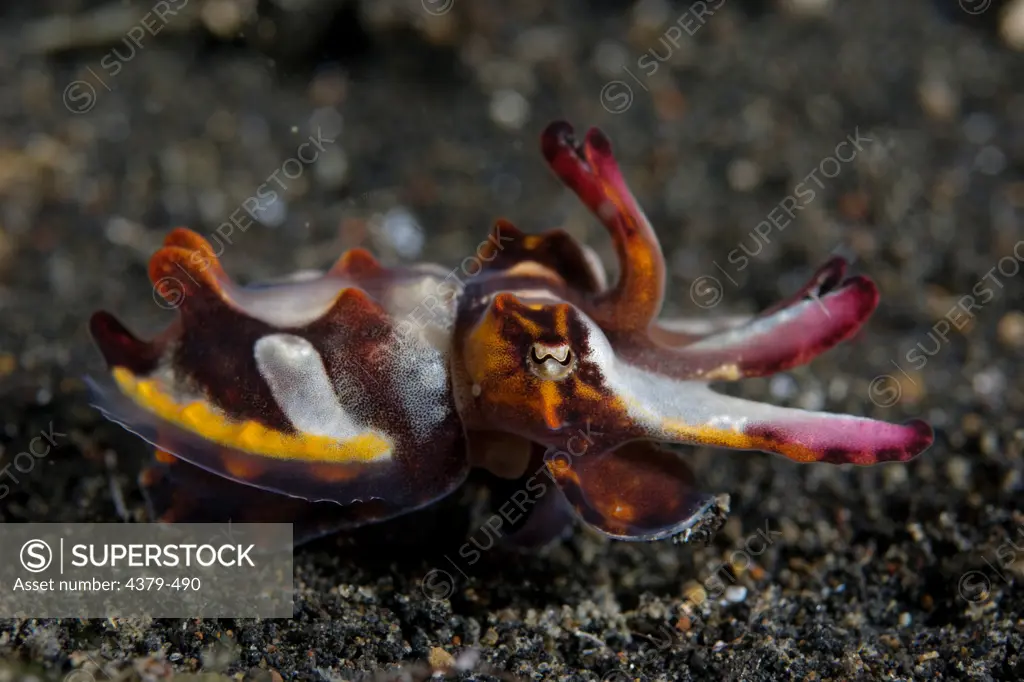 A flamboyant cuttlefish, (Metasepia pfefferi), at Kungkungan Bay Resort, Lembeh Strait, Sulawesi, Indonesia. This is the only known poisonous cuttlefish, with toxin as lethal as that of the blue-ringed octopus.