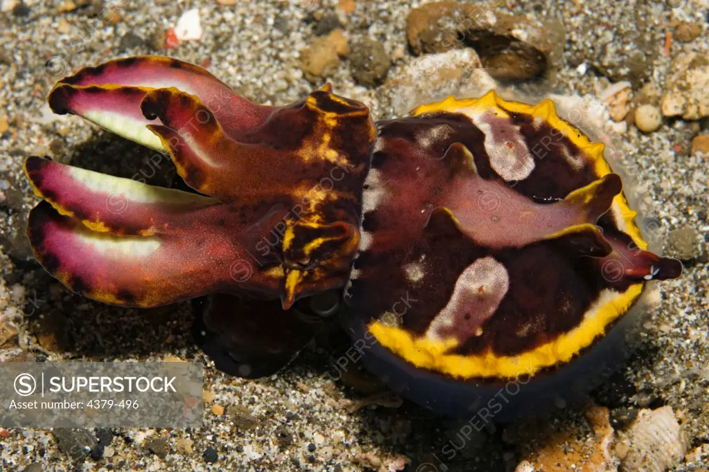 A flamboyant cuttlefish, (Metasepia pfefferi), on the reef at Kungkungan Bay Resort, Lembeh Strait, Sulawesi, Indonesia.