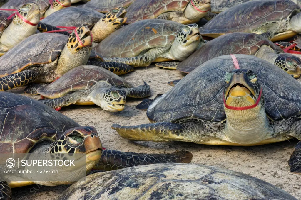 Dead sea turtles are lined up on the dock after being unloaded from a boat. Poaching remains a serious threat to sea turtle populations, along with fishing nets, pollution, and habitat destruction.