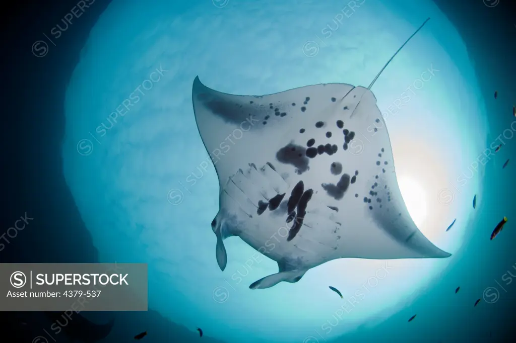 A giant manta ray (Manta birostris), swimming over a reef, Raja Ampat Islands, West Papua, Indonesia.