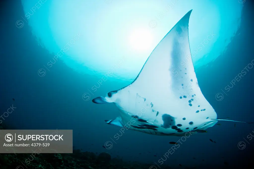 A giant manta ray (Manta birostris), swimming over a reef, Raja Ampat Islands, West Papua, Indonesia.