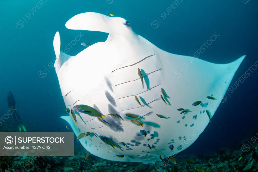 A giant manta ray (Manta birostris), swimming over a reef, Raja Ampat Islands, West Papua, Indonesia. It has attracted a number of cleaner wrasse, swimming around the gills.