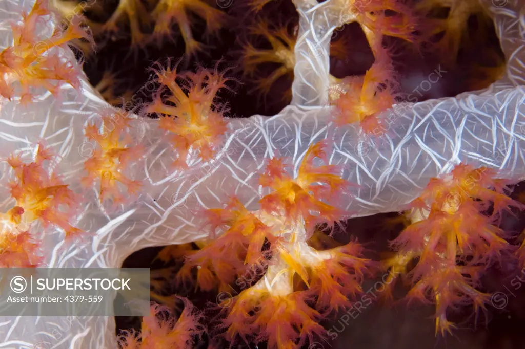 A soft tree coral (Dendronephthya sp.), Raja Ampat Islands, West Papua, Indonesia.