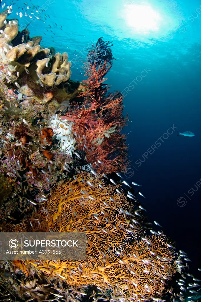 A school of small fish swim by sea fans and corals on a reef in the Raja Ampat Islands, West Papua, Indonesia.