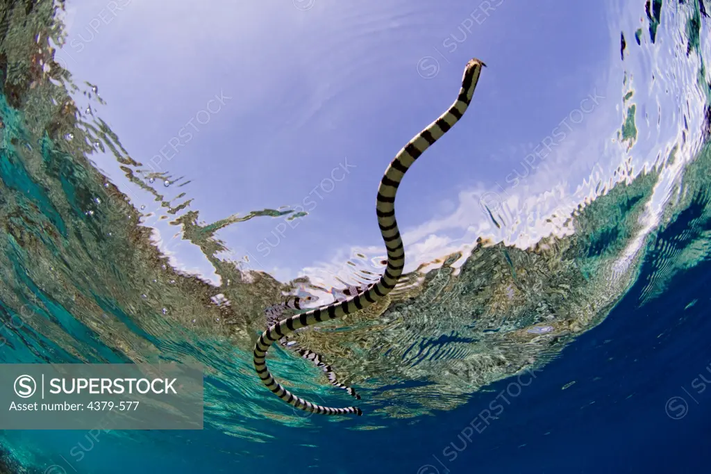 A banded sea snake, or sea krait, also called the yellow-lipped sea krait or Colubrine sea krait (Laticauda colubrina), swimming just below waters surface, Raja Ampat Islands, West Papua, Indonesia.