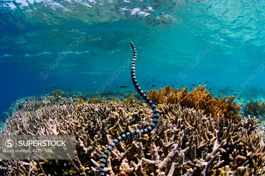 A banded sea snake, or sea krait, also called the yellow-lipped sea krait or Colubrine sea krait (Laticauda colubrina), swimming from coral to surface, Raja Ampat Islands, West Papua, Indonesia.