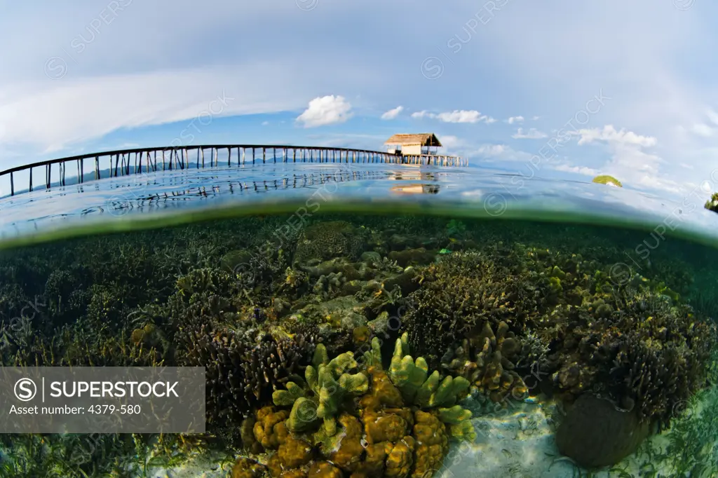 Split shot showing coral reef below water, Raja Ampat Islands, West Papua, Indonesia.