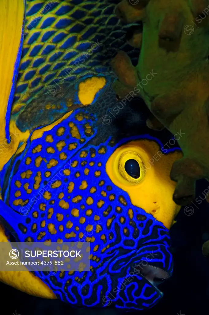 The face of a yellowface angelfish (Pomacanthus xanthometopon), understandably sometimes known as a blueface angelfish, Raja Ampat Islands, West Papua, Indonesia.