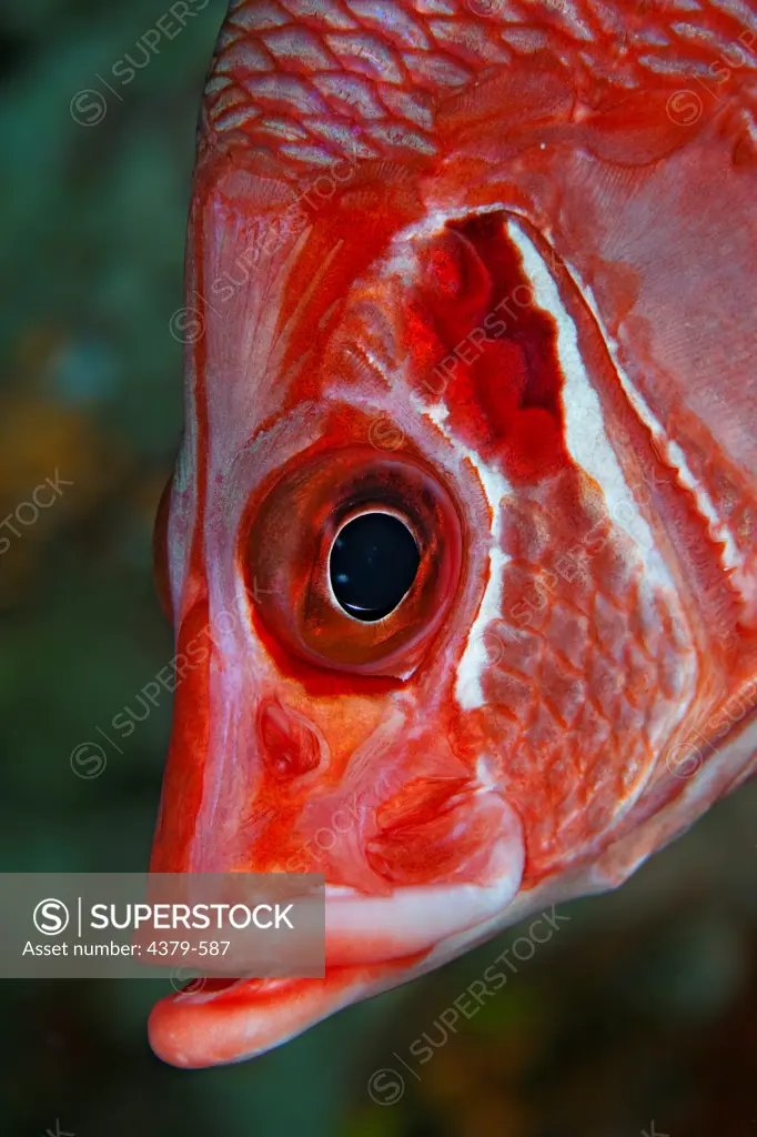 The giant squirrelfish (Sargocentron spiniferum), also known as the sabre squirrelfish, The Maldives.