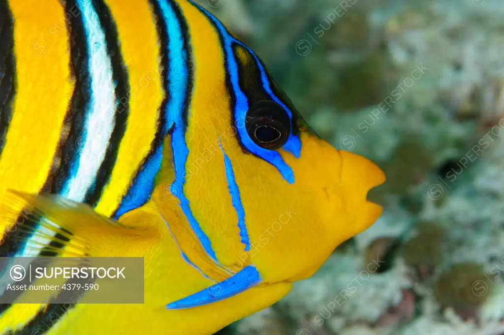 A regal angelfish (Pygoplites diacanthus), also known as a royal angelfish, The Maldives.