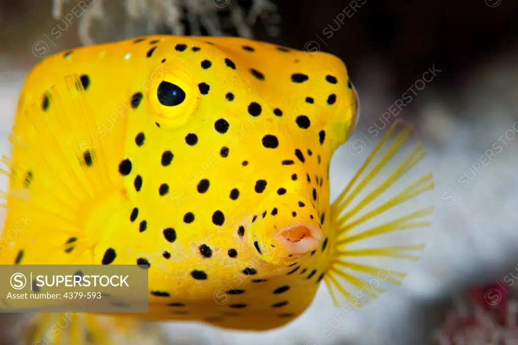 A juvenile yellow boxfish (Ostracion cubicus) in the Maldives. Only while juvenile is the fish this bright yellow.