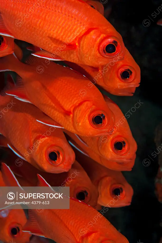 A school of whitetip soldierfish (Myripristis vittata), also called immaculate soldierfish, in the Maldives.