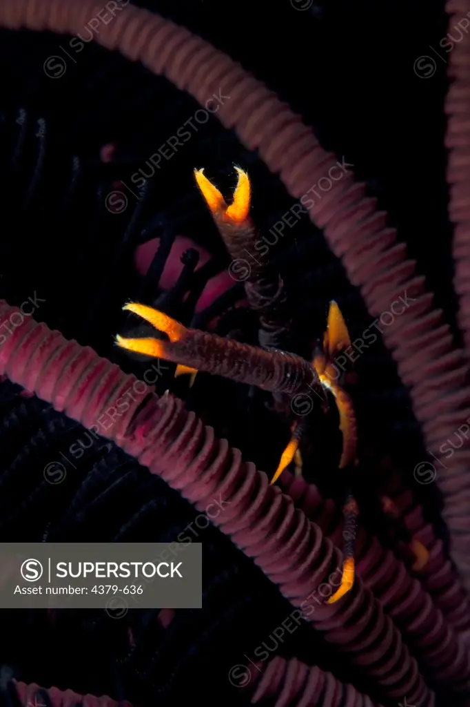 An elegant squat lobster (Allogalathea elegans), also known as the feather star squat lobster or crinoid squat lobster, hides in a crinoid in the Maldives.