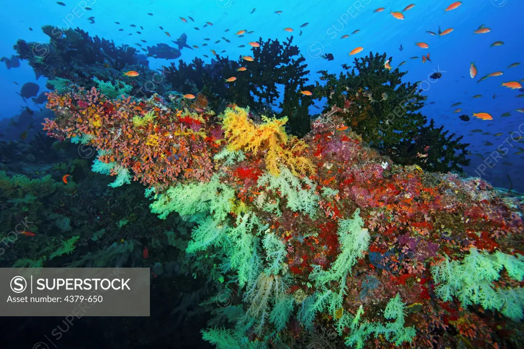 A large colony of soft corals on an overhang, surrounded by fishes, in the waters of Felidhu Atoll, Maldives.