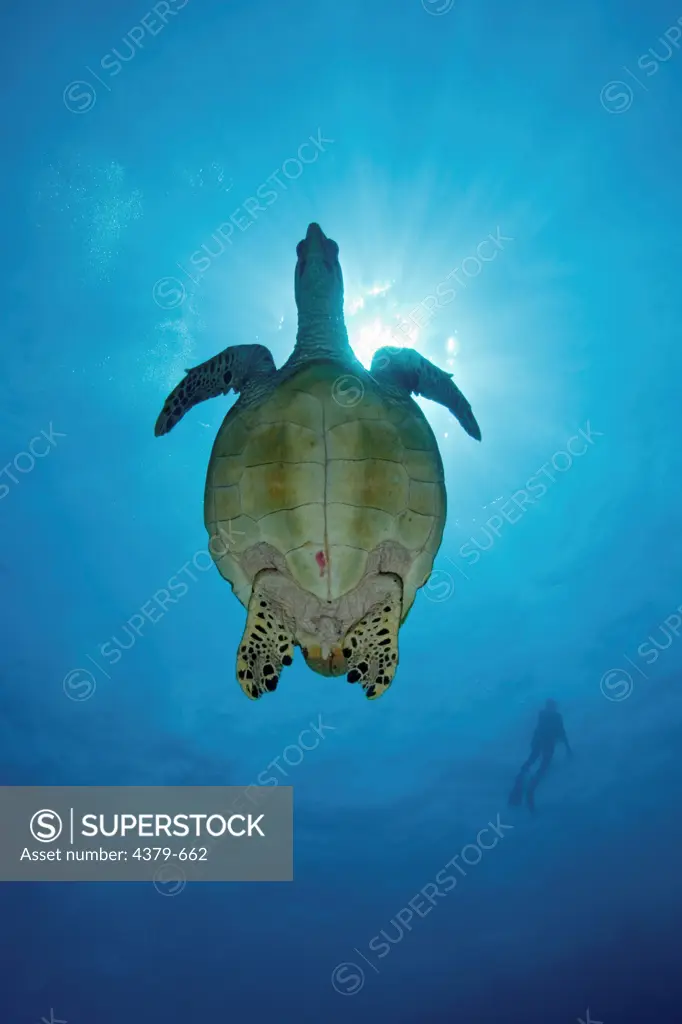 A hawksbill turtle (Eretmochely imbricata), over a sunburst, seen from below, with the silhouette of diver in far background, Felidhu Atoll, Maldives.