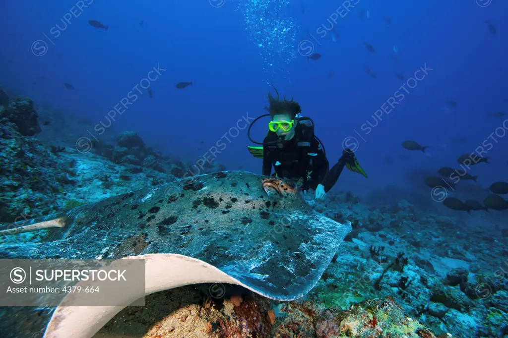 A diver looking at a blotched fantail ray (Taeniura meyeni), skimming over a coral reef, Felidhu Atoll, Maldives.